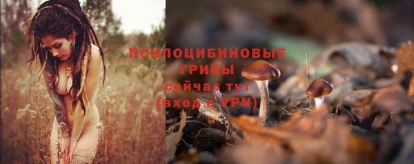 стафф Каменногорск