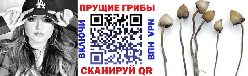 Псилоцибиновые грибы прущие грибы  Купить где  Ершов 